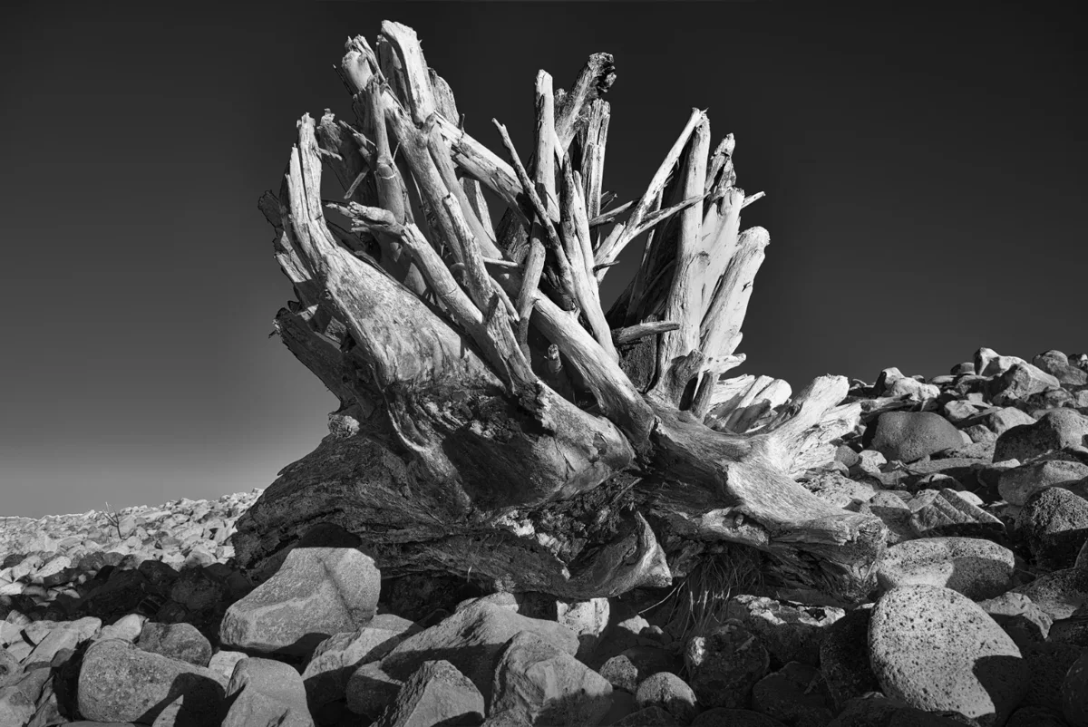 Black and white photograph of a large driftwood root sitting on a shingle beach at South Gare, its splintered limbs catching hard side light against a dark sky