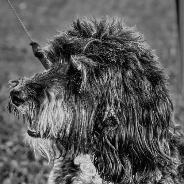 Terrier on a lead