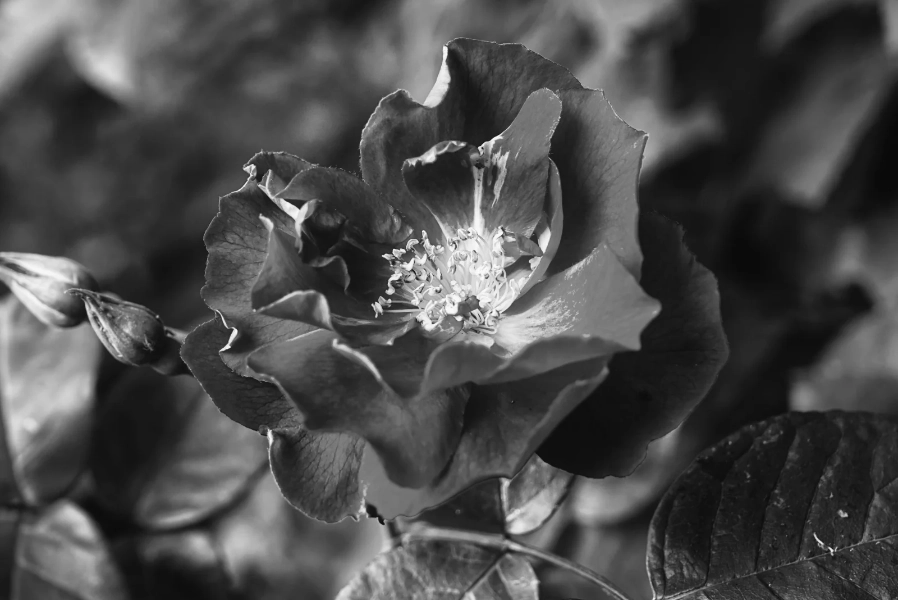 Rose going over