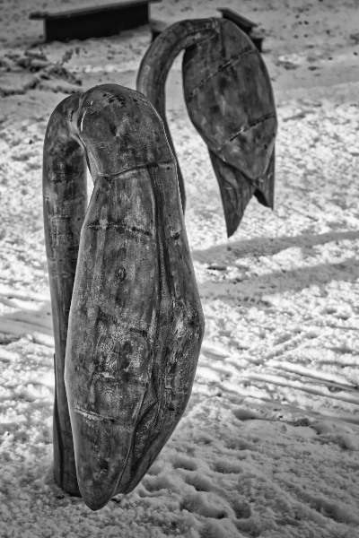 Seed pods on sand