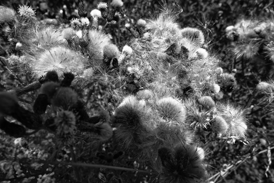 Thistledown in seed