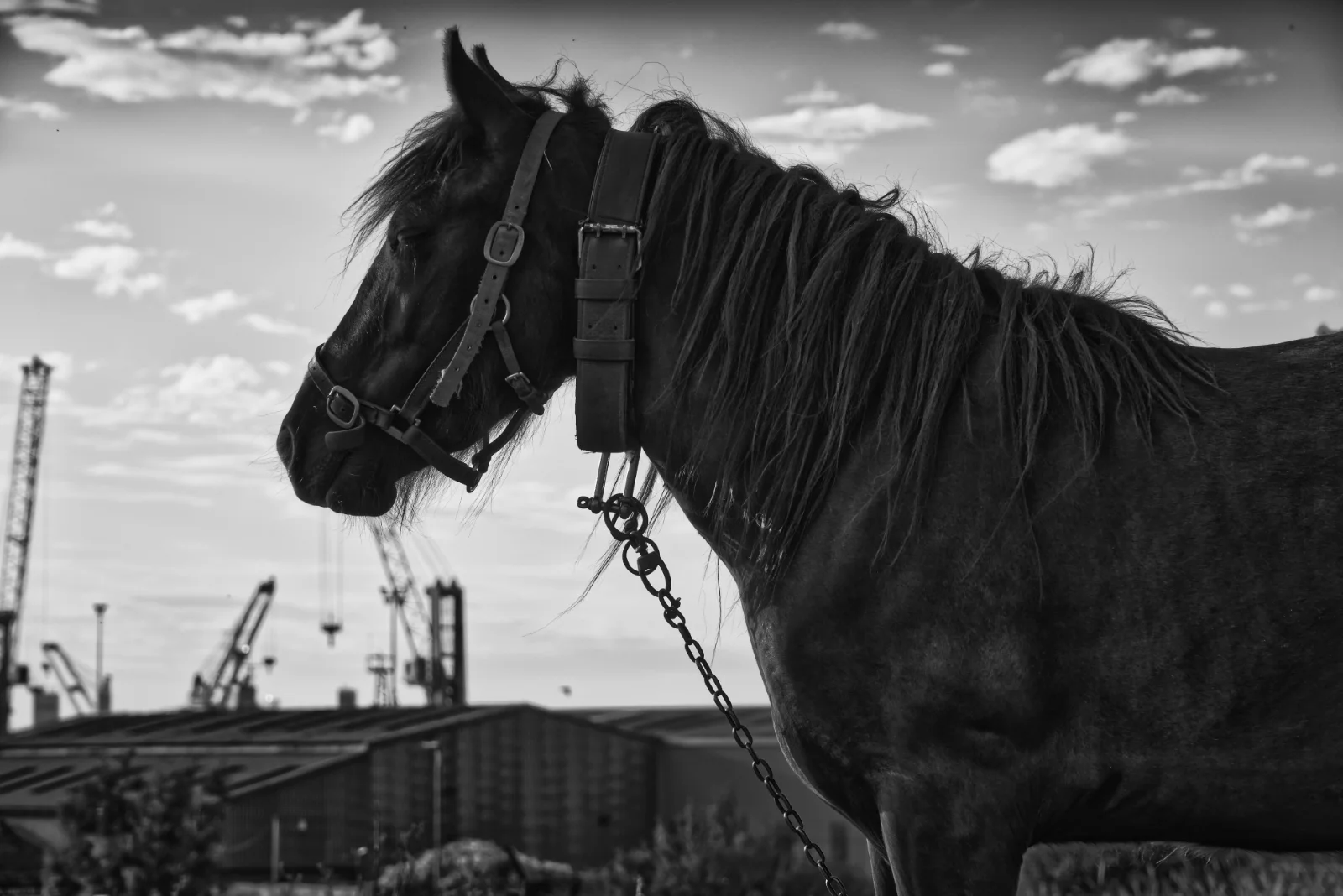 Pony in profile against a bright sky, dockside cranes and industrial sheds behind, Middlesbrough