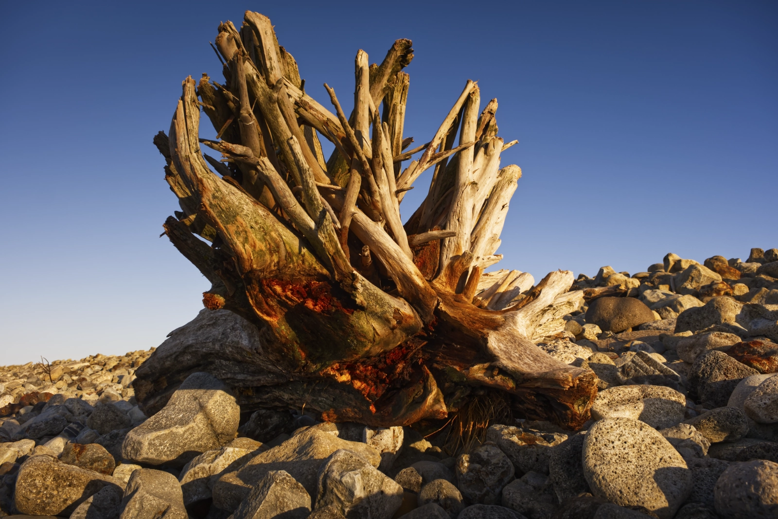 Driftwood roots in colour, South Gare