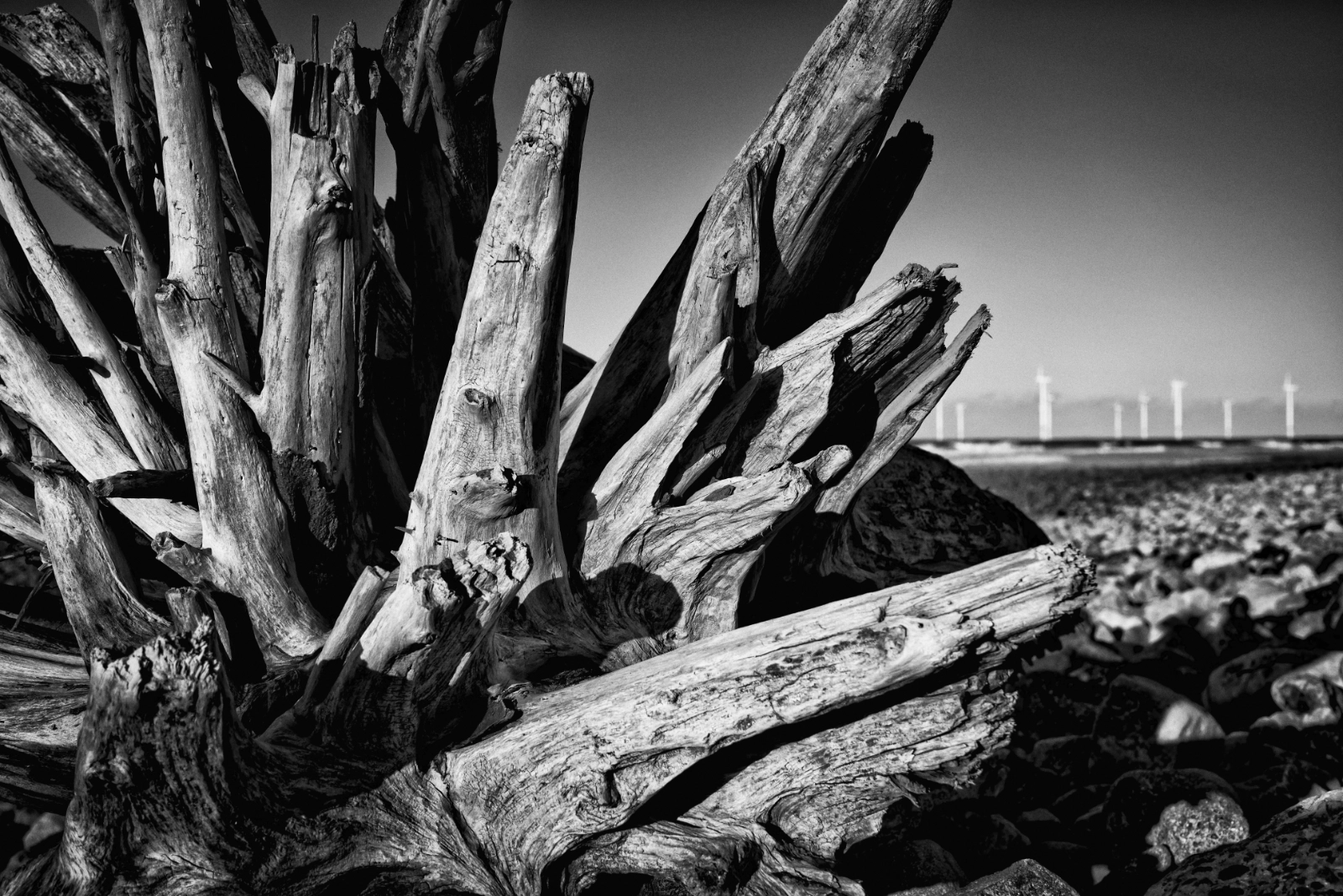 Weathered driftwood roots on the pebble beach at South Gare